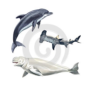 Watercolor dolphin, Beluga and hammerhead shark. Isolated illustration on a white background