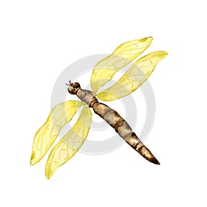Watercolor dragonfly with yellow wings isolated on white. Flying dragonfly illustration hand drawn. Colorful sketch