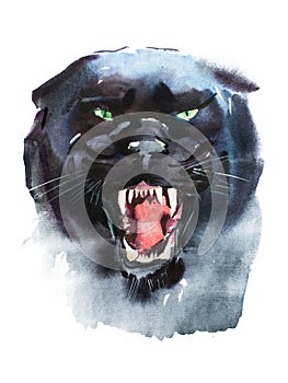 Watercolor drawing of angry looking panther. Animal portrait on white background.