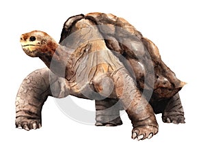 Watercolor drawing of an animal - Abingdon Galapagos tortoise