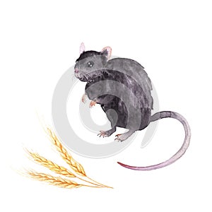 Watercolor drawing of an animal - field mouse and grains