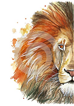 Watercolor drawing of an animal mammal animal predator of a red lion, red mane, lion-king of beasts, portrait of greatness, streng photo