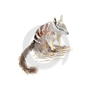 Watercolor drawing of an animal - numbat, animal of Australia