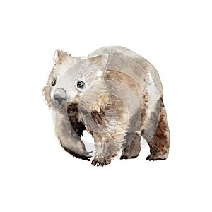 Watercolor drawing of an animal - wombat, animal of Australia photo