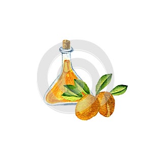 Watercolor drawing argan oil