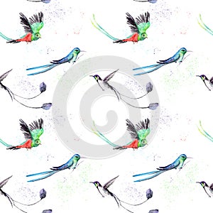 Watercolor drawing of a bird - a hummingbird and Resplendent Quetzal