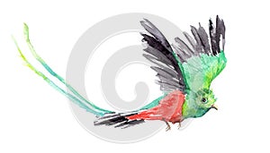 Watercolor drawing of a bird - Resplendent Quetzal photo