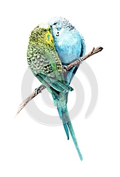 Akvarel kreslení ptactvo. pár z milenci vlnitý papoušci 