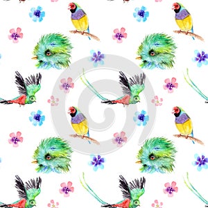 Watercolor drawing of birds - Resplendent Quetzal and guldova amadina, gould finch - seamless pattern