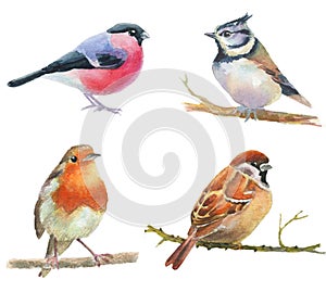 Watercolor drawing birds, robin, bullfinch, titmouse,  sparrow  at white background, hand drawn