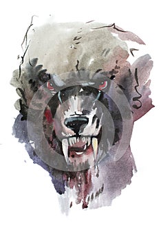 Watercolor drawing of black angry looking wolf. Animal portrait on white background.