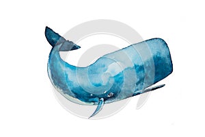 Watercolor drawing of blue sperm whaleisolated on white background. Handmade illustration of blue sperm whale, cachalot