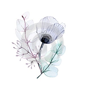 Watercolor drawing, bouquet with transparent poppy and eucalyptus leaves in pastel colors. design element for wedding, postcards,