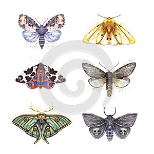 Watercolor drawing of butterflies shaggy, a set of butterflies, Dipper reddish, yellow bear, Peacock eye Artemis, beautiful wings