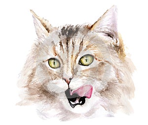 Watercolor drawing of a cat with tongue. cat licking