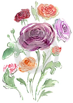 Watercolor drawing of colored Rununculus