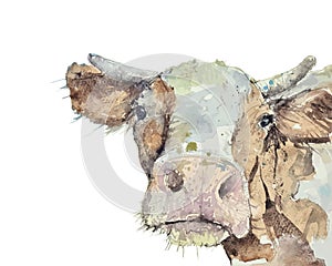 Watercolor drawing of a cow and trace to vector
