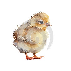 Watercolor drawing of a cute baby chicken isolated on white background. Illustration for greeting cards