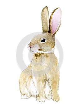 Watercolor drawing. cute rabbit. easter bunny, hare isolated on white background clipart. realistic drawing, illustrationwatercolo