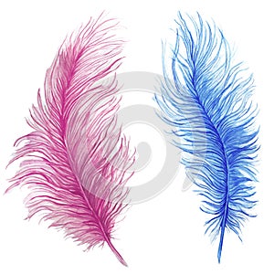 Watercolor drawing, feathers, blue feather, pink feather