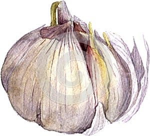 Watercolor drawing garlic