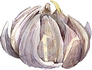 Watercolor drawing garlic
