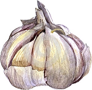 Watercolor drawing garlic