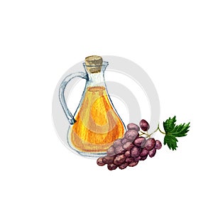Watercolor drawing grape seed oil