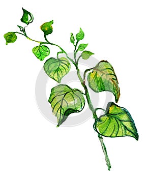 Watercolor drawing green brunches with leaves, photo