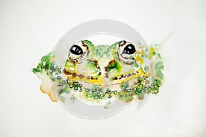 Watercolor drawing of the green frog on white background, close up. Illustration of a frog. Handmade drawing