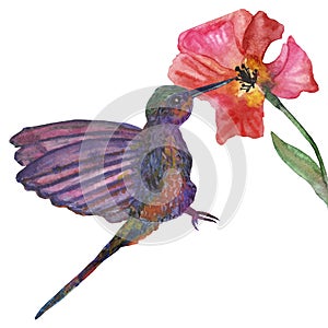 Watercolor drawing of a Hummingbird bird collecting nectar from a hibiscus flower.