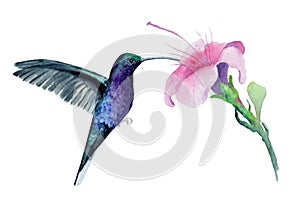 Watercolor drawing of a hummingbird bird with a flower