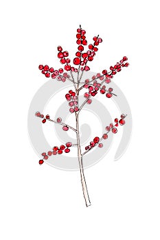 Watercolor drawing of ilex branches. Red winterberry. Christmas plant. Watercolor illustration isolated on white.