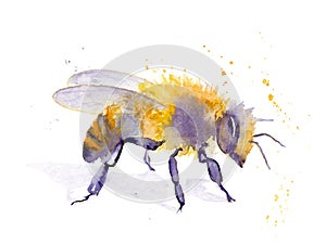 Watercolor drawing of an insect - bee from splashes