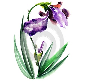 Watercolor drawing of iris photo