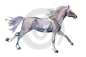 Watercolor drawing of jogging horse, young mustang doing dogtrot aquarelle painting