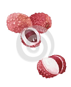Watercolor drawing of litchi fruit.