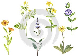 Watercolor drawing medicinal plants