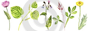 watercolor drawing medicinal plants photo