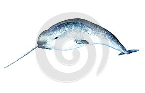 Watercolor drawing of narwhal, Monodon monoceros