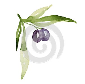 Watercolor drawing of olive branch with leaves isolated on white background. Hand drawn illustration with black olive