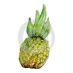 Watercolor drawing of one ripe pineapple with green leaves isolated on white background