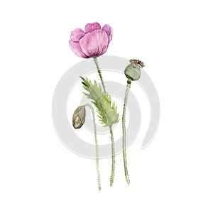 watercolor drawing opium poppy