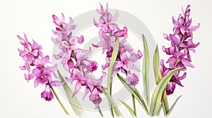 Watercolor Drawing of Orchis Italica on White Background AI Generated