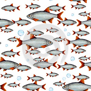 Watercolor drawing pattern from fish with red fins in different sizes and air bubbles on white background. Hand drawn