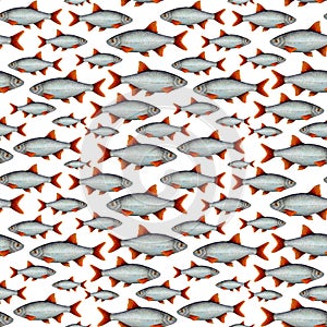 Watercolor drawing pattern from fish with red fins in different sizes on white background. Hand drawn for wallpapers