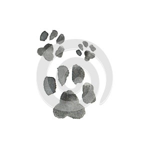 Watercolor drawing of a paw of an animal cat or dog on a white background. isolate