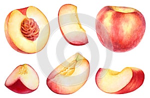 Watercolor drawing of peach fruit parts