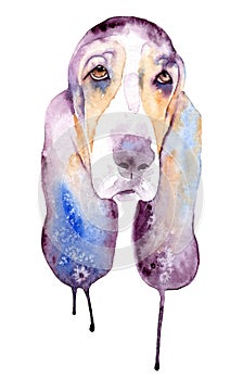 watercolor drawing of a pet - dog. Basset hound.