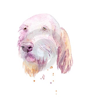 watercolor drawing of a pet - dog. Spinone Italiano.